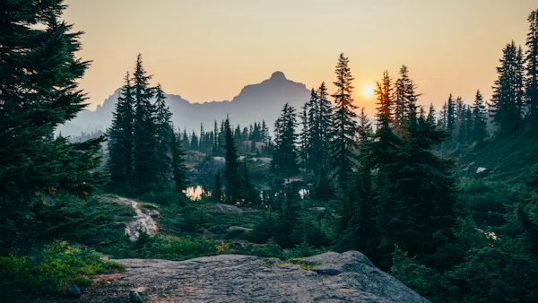 Sustainable forestry sourcing